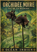 Affiche Île de la Réunion – Orchidée Noire