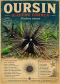 Affiche vintage oursin diadème commun Diadema setosum sur fond sableux herbier marin – Île de la Réunion