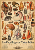 tableau coquillages