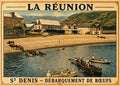 Debarquement boeuf la réunion
