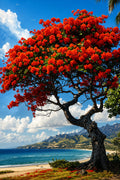 flamboyant 2