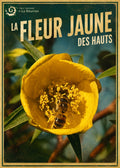 fleur jaune des hauts 2