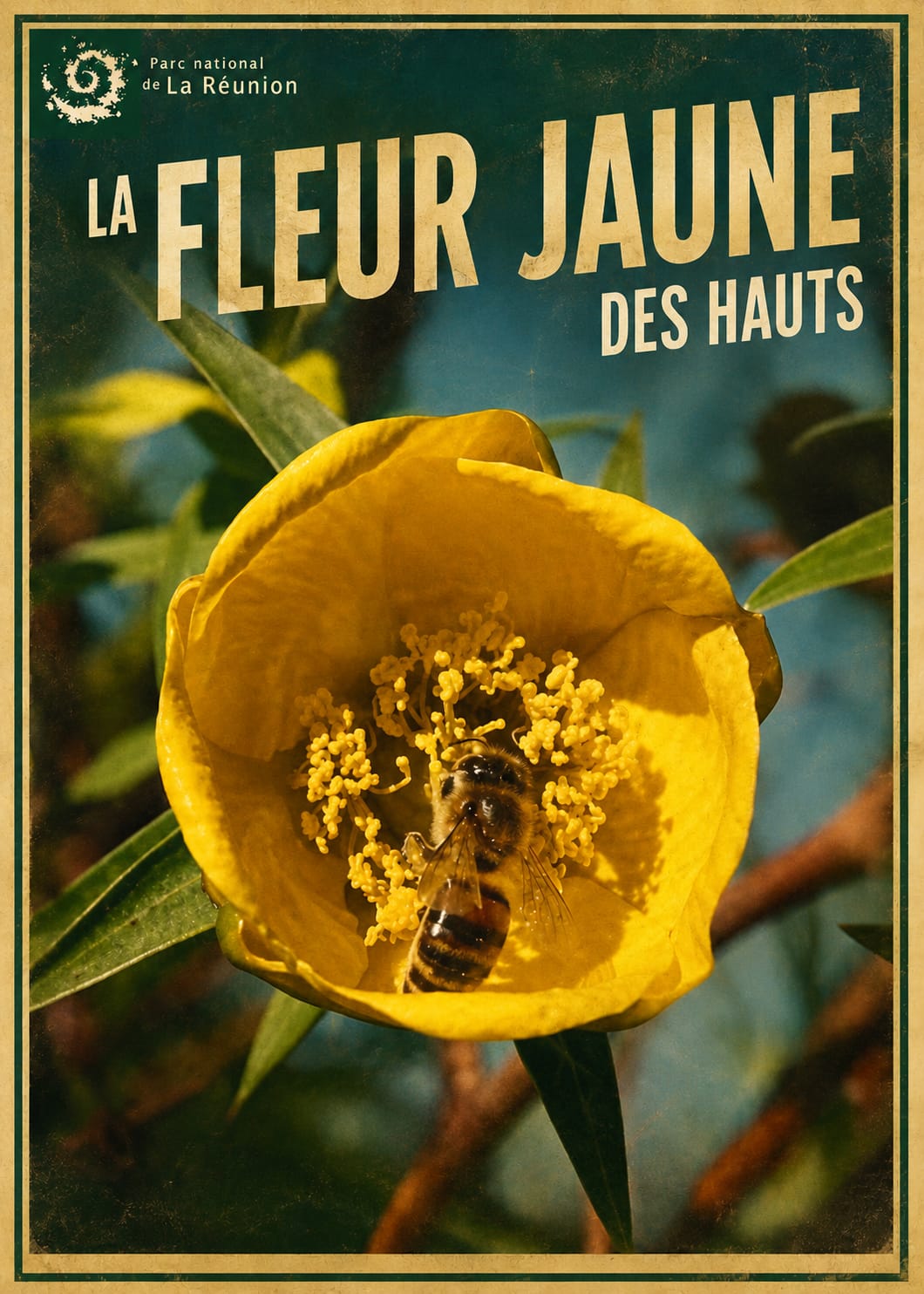 fleur jaune des hauts 2