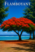 flamboyant