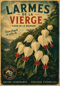 fleurs larmes de la vierge