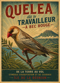 oiseaul quelea