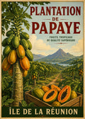 Plantation papaye