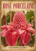 fleur rose porcelaine