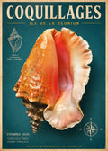 coquillage strombus giga