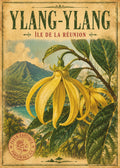 fleur ylang ylang