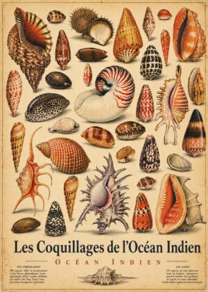 Tableau coquillages